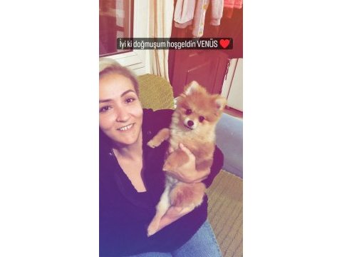 Pomeranian köpeğimize acil yuva arıyoruz