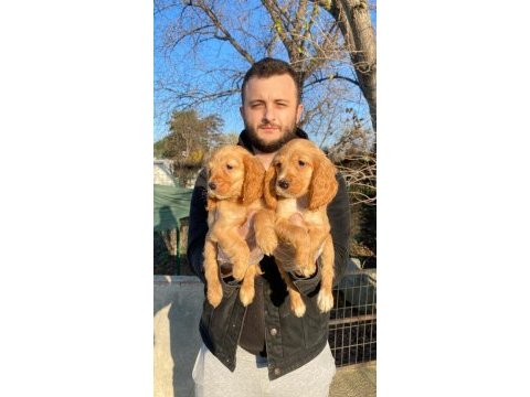 Güzeller güzeli american cocker yavrularım
