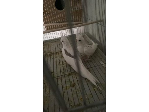 Heavy çift sultan papağanı ankara