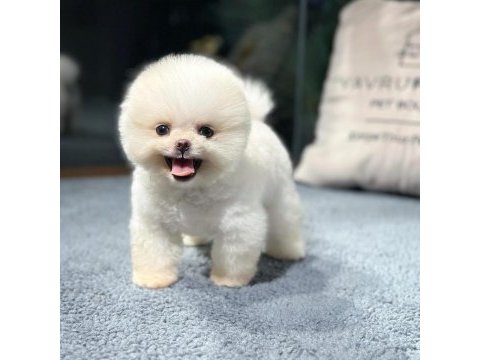 A+ kalitede pomeranian yavrular için iletişime geçin