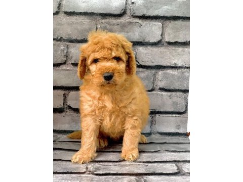 Gerçek orjinal maltipoo bebekler poodle ayarında