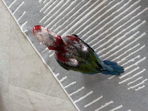 Orman bakanlığı belgeli yavru evcil kırmızı macaw