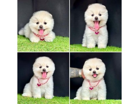 Güzeller güzeli pomeranian yavrularımız