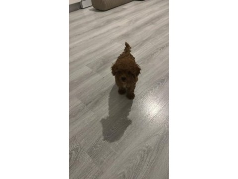 Orjinal aşılı ev üretimi toy poodle yavrularımız