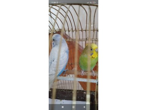 Damızlık muhabbet kuşu 3 yaşında