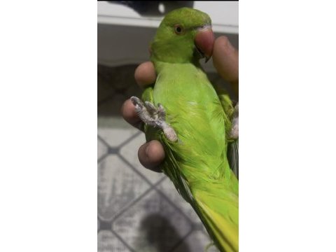Full evcil konuşan pakistan papağanımız çiko
