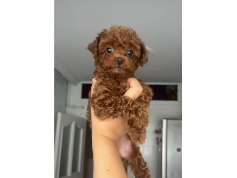 Ailemizde büyüyen toy poodle yavrularım