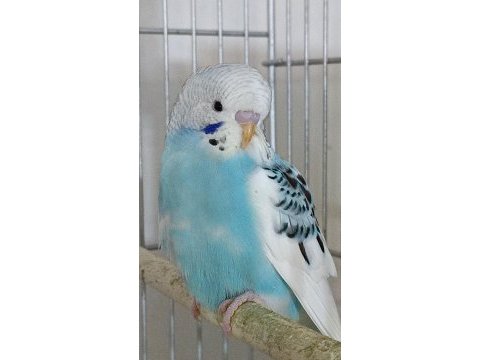 Sahiplendirme muhabbet kuşlar