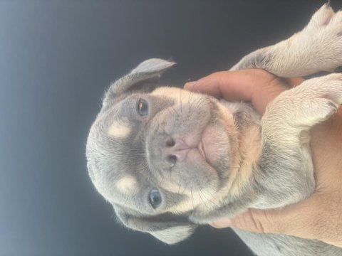 İzmirden lilact an french bulldog dişi yavrumuz