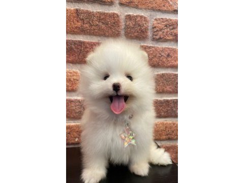 Erkek teacup sevimli pomeranian yavrumuz