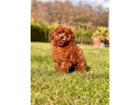 Türkiye'nin en özel poodle yavruları istanbul 