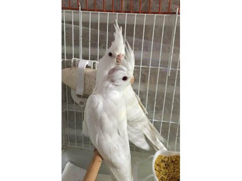 Uygun rakam albıno jumbo boy a kalite üst düzey sultan