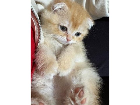 Golden scottish fold erkek bebek