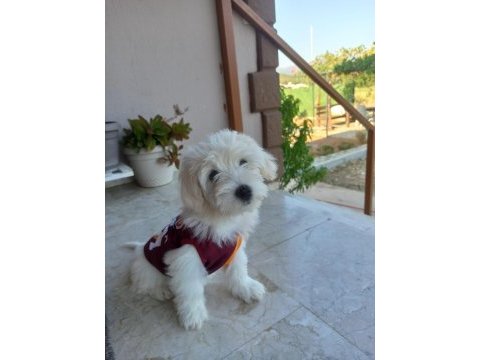 Boy kg garantili maltese yavru