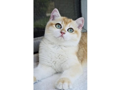 Ny12 british shorthair erkek