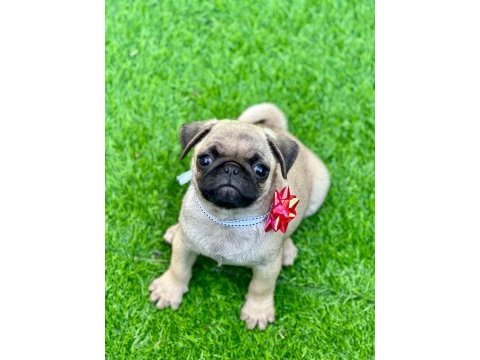 Orjinal pug yavrular ailelerini bekliyor