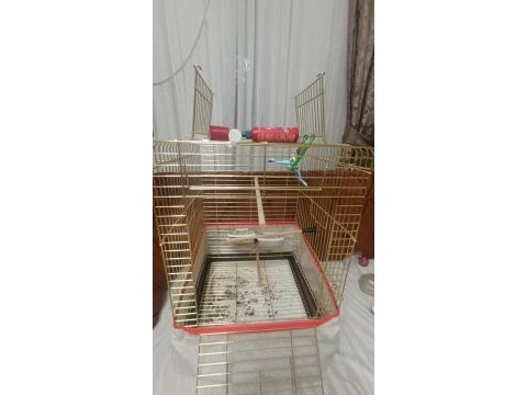 Sultan papağanı yaninda kafes ve 5 kilo yem ve arac gerec