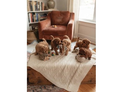Toy poodle köpeklerimiz için ulaşın