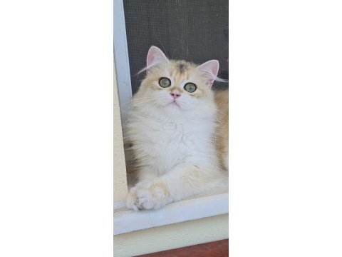 Uzun tüylü saf kan british longhair ny12 - erkek