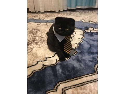 Scottish fold kedimiz