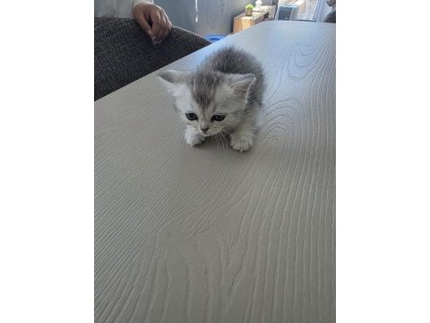 British shorthair yavrularımıza sıcak yuva arıyoruz