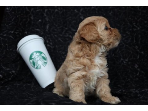 Maltipoo yavrularımız rezervasyon için müsaittir