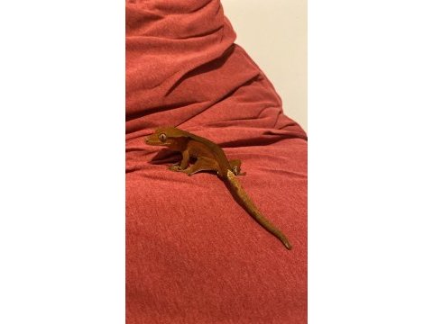 Her morphtan crested gecko yavrularımız