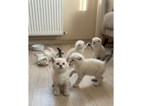 Birbirinden güzel british shorthair bebeklerimiz