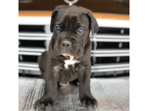Irk garantili cane corso yavruları