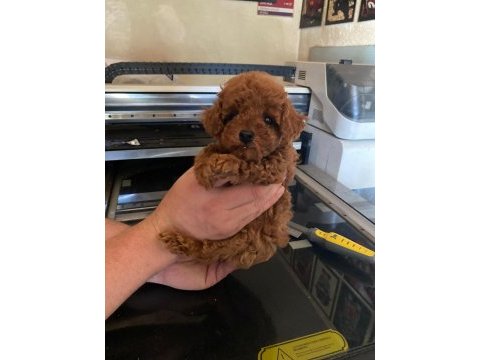 Kore ve toy poodle bebeklerimiz