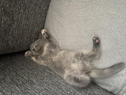 Minik british shorthair