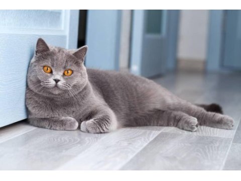 6 aylık 2 aşılı british shorthair