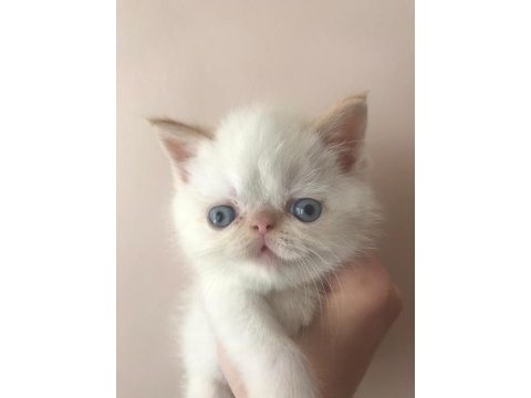 Baby face erkek exotic shorthair 45 günlük yavru