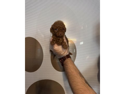 Teacup toy poodle yavrularımız