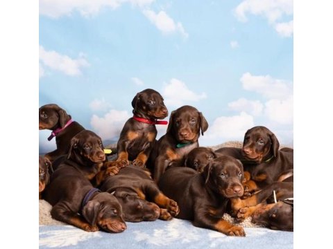 Afacan doberman bebekler kapıda ödeme mevcuttur