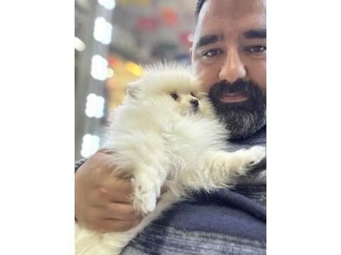 Spitz günü gelen aşıları yapılmıştır
