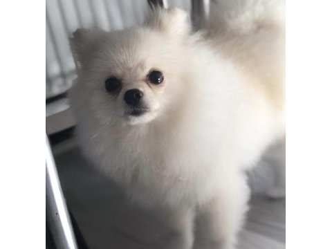 Pomeranian boo