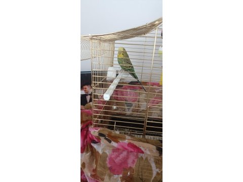2 muhabbet kuşu bir kümes
