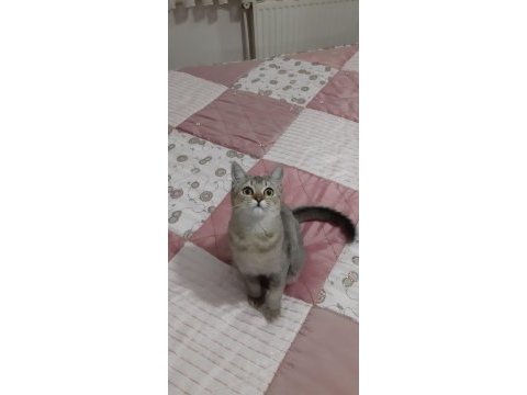 Black golden british shorthair fıstık