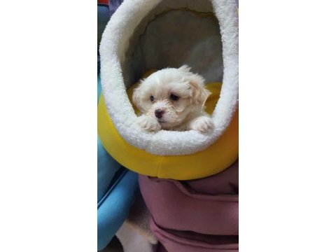 Maltese terrier malta