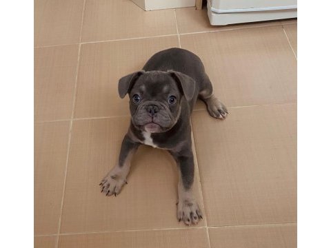 A kalite french bulldog yavruları