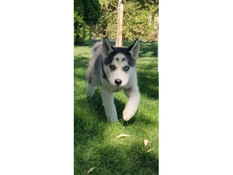 Maviş gözlü safkan husky minikler