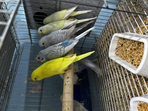 Sağlıklı muhabbet kuşu bebekler yeni sahiplerini bekliyor