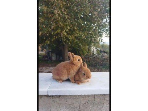 Hollanda lop tavşanları