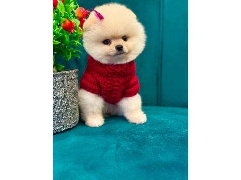Güleryüzlü ayı surat;pomeranian yavrum