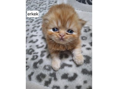İran chincila dişi erkek yavrular