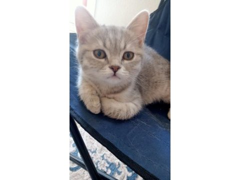 Güzel yavru scottish fold