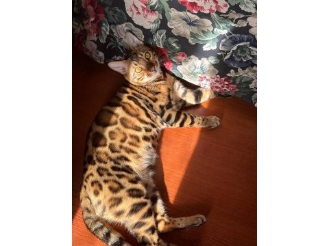 A kalite bengal kediler