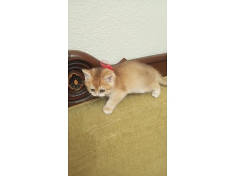 Golden ny12 british shorthair