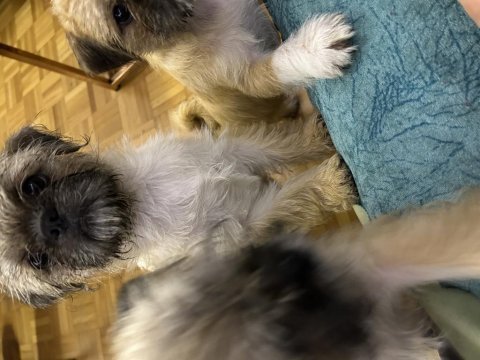 Kahve shih tzu köpekler